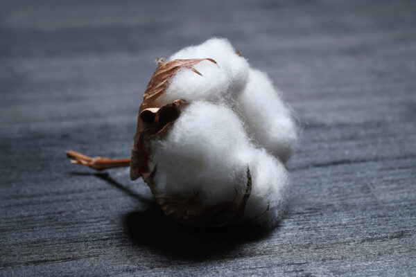 Cotton bale - Image 2